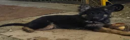 German Shepherd dogs for sale: KENNEL CLUB REG GIRL AVAILABLE  - Advert 11
