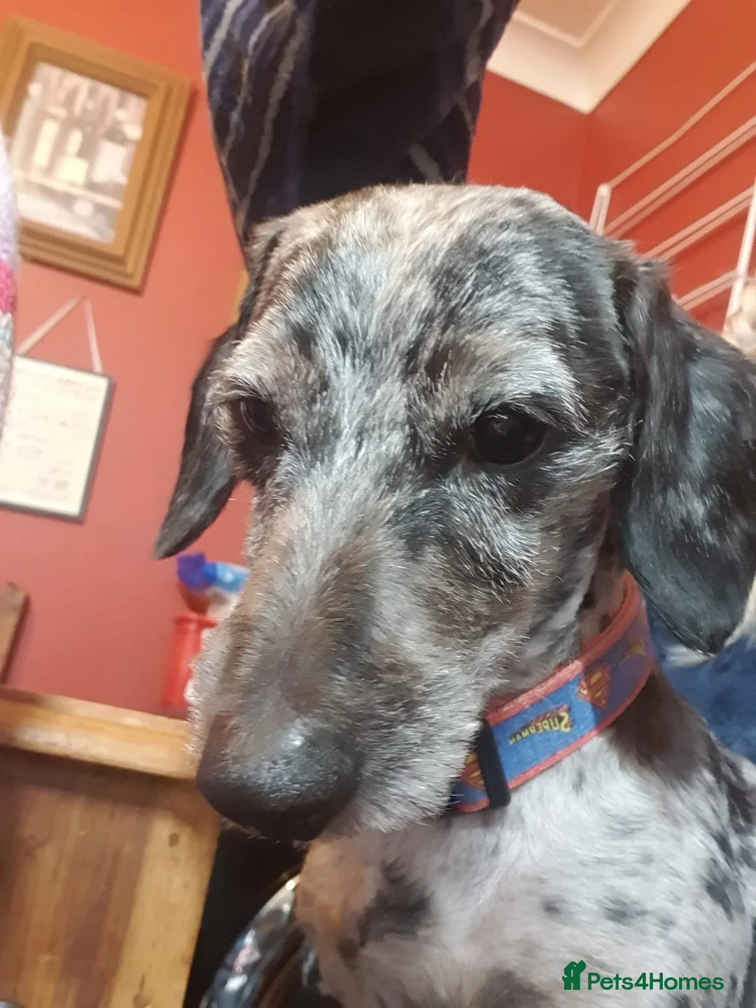 Doxiepoo dogs for stud: ​ PROVEN Silver Dapple Doxipoo Available for Stud  - Advert 7