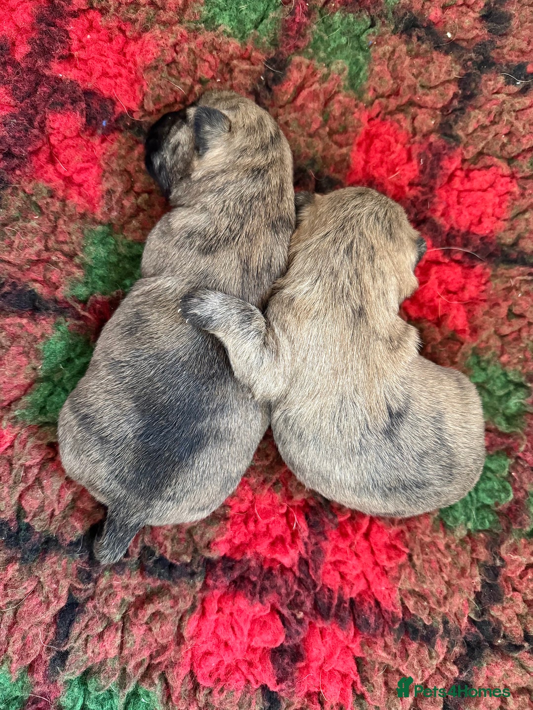Cairn Terrier dogs for sale: KC registered Male pups off health tested parents  - Advert 6