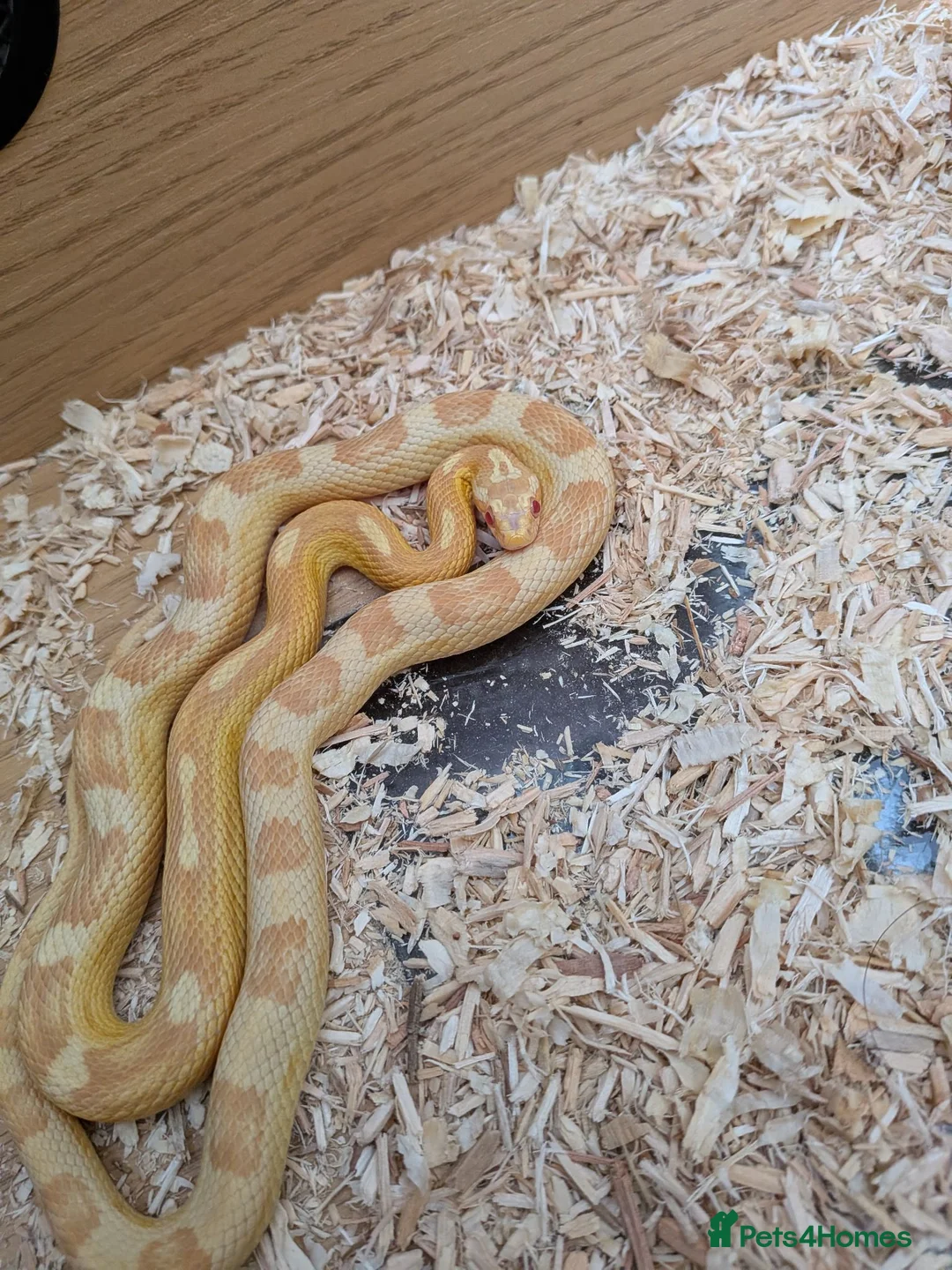 Corn Snake reptiles for sale: Two Corn snakes and enclosures for sale in Glasgow - Advert 2