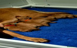 Labrador Retriever dogs for sale: KC REG Labrador working Line Fox Red - Image 2