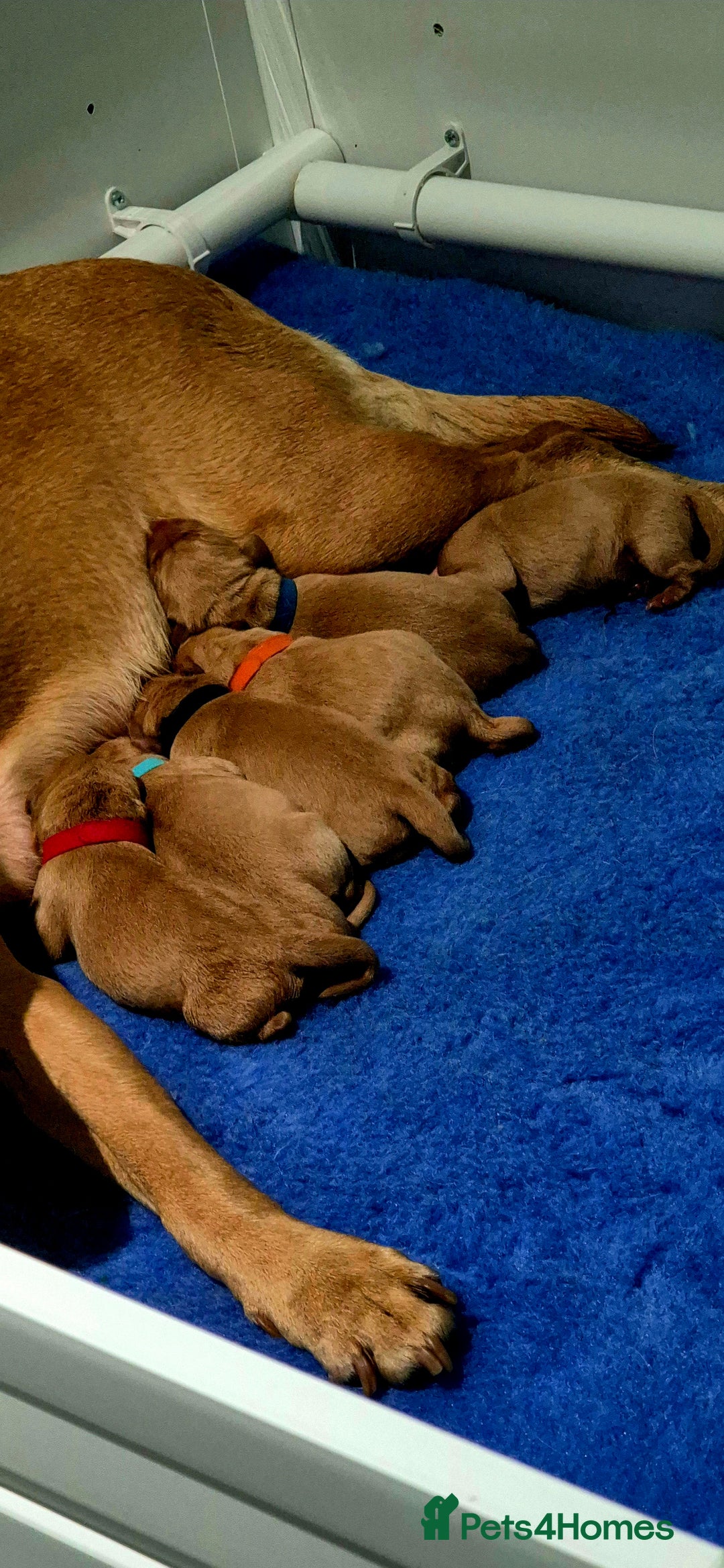 Labrador Retriever dogs for sale: KC REG Labrador working Line Fox Red - Image 2