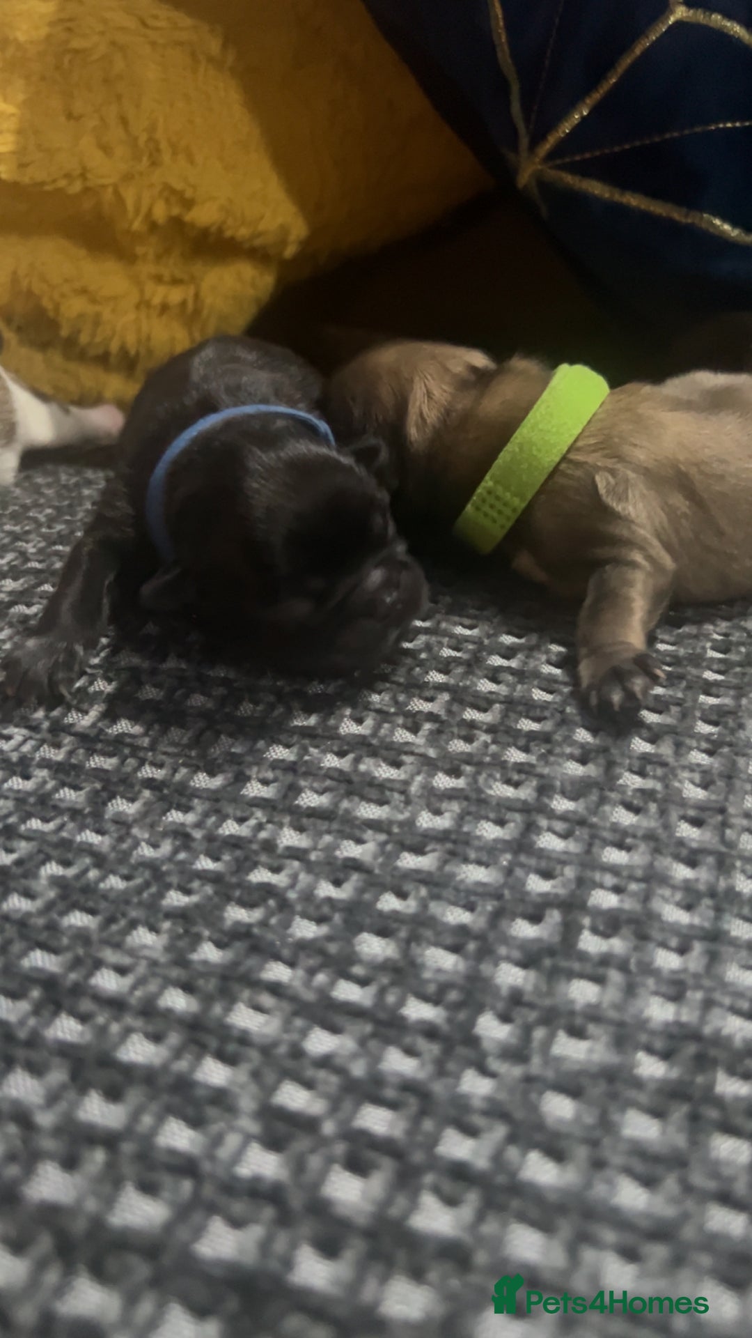 Shih Tzu dogs for sale: Shih tzu puppies  - Image 3
