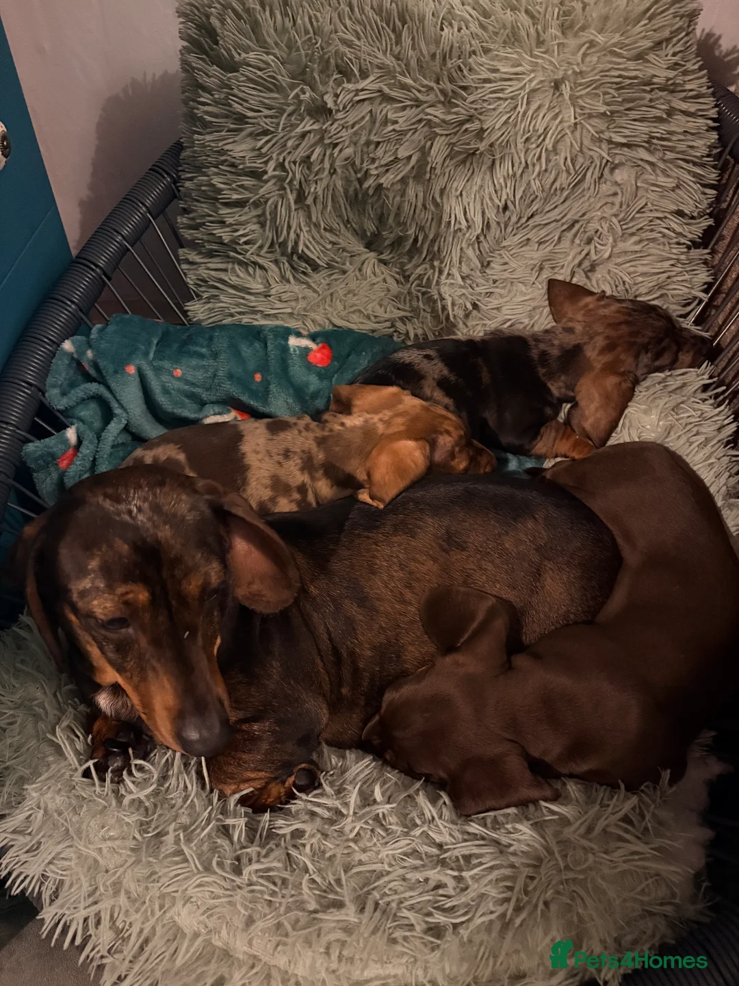 Dachshund dogs for sale: Dachshund adorable male Trio - Advert 5
