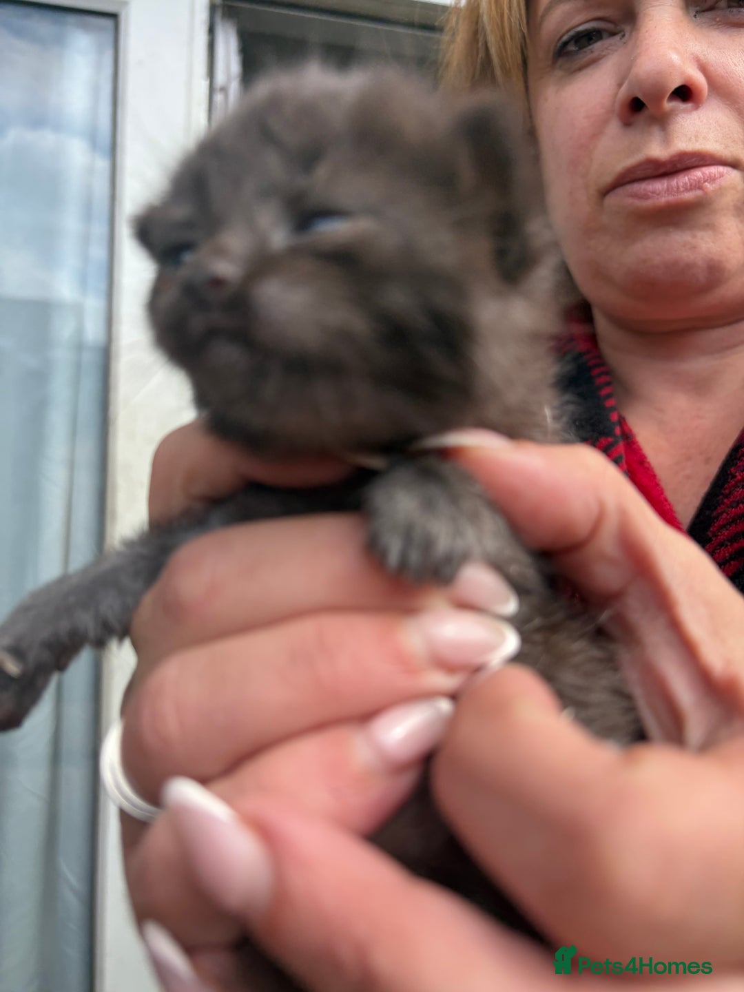 British Shorthair cats for sale: British Shorthair chocolate/grey colours  - Image 36