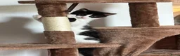 Mixed Breed cats for sale: Female kitten  - Advert 3