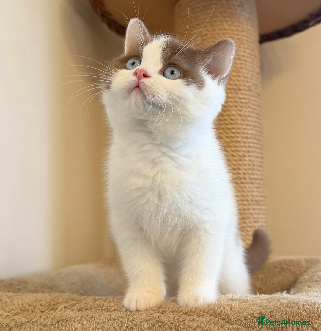 British Shorthair cats for sale: Stunning litter of kittens  - Advert 11