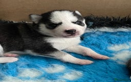 Siberian Husky dogs for sale: Stunning Siberian Husky Pups - Image 7