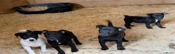Patterjack dogs for sale: PatterJack Puppies 🐶 - Advert 4