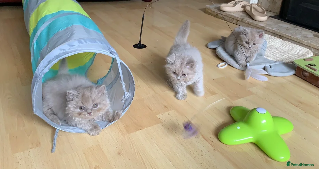 British Longhair cats for sale: GCCF kittens  - Advert 19