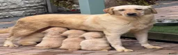 Labrador Retriever dogs for sale: Kc Labrador retriever  in Worcester - Advert 1