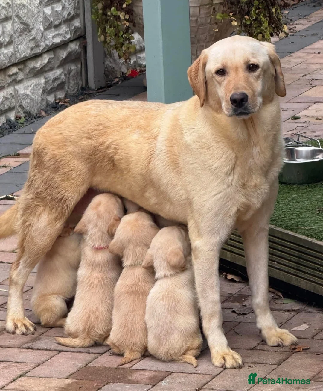 Labrador Retriever dogs for sale: Kc Labrador retriever  in Worcester - Advert 1