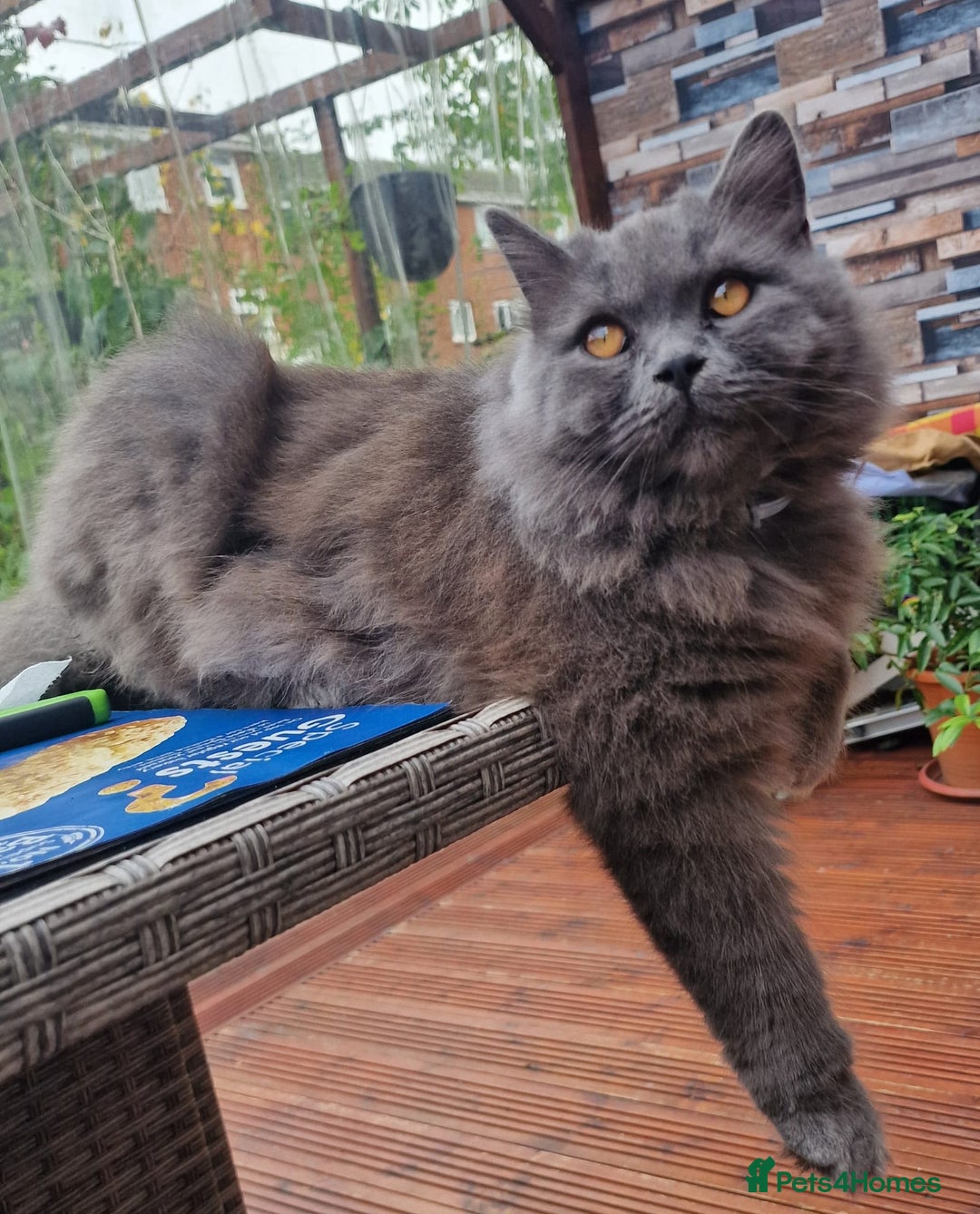British Longhair cats for sale: Gorgeous Blue British longhair kittens - Image 21
