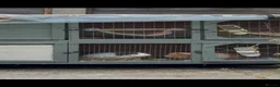 Guinea Pig rodents for sale: 2 Male Guinea Pigs Looking for a Loving New Home in Leicester - Advert 2