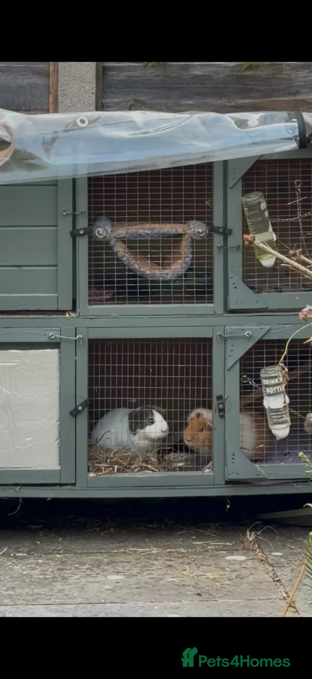 Guinea Pig rodents for sale: 2 Male Guinea Pigs Looking for a Loving New Home in Leicester - Advert 2