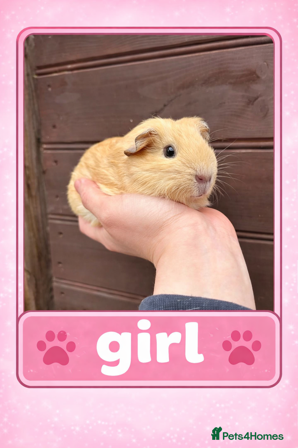 Guinea Pig rodents Well handled baby guinea pigs - Advert 2