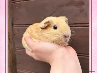 Guinea Pig rodents Well handled baby guinea pigs - Advert 1