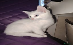 Mixed Breed cats for sale: 3 kittens for sale  - Image 10