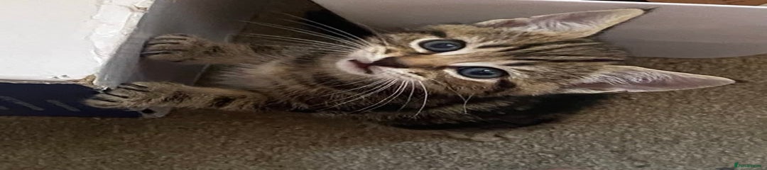 American Shorthair Kitten 3