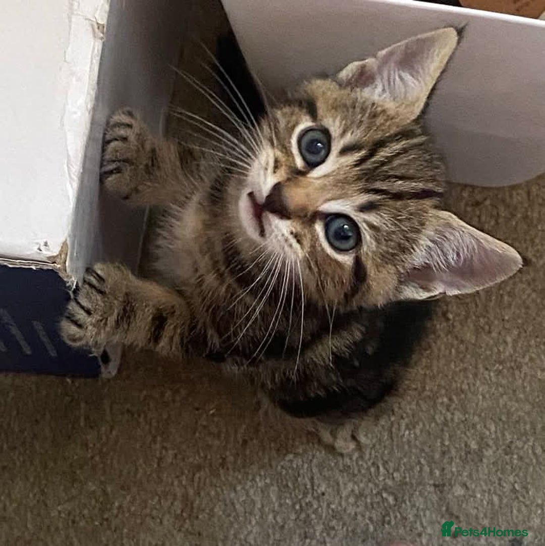 Mixed Breed cats for sale: Gorgeous tabby kittens (ONLY 1 LEFT) - Image 29