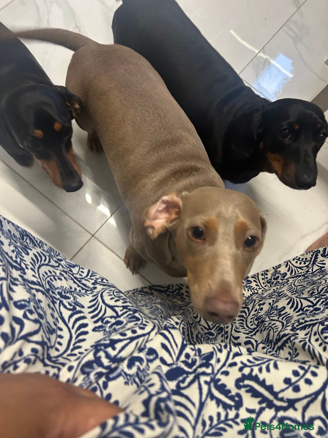 Miniature Dachshund dogs for sale: Black and tan girl looking for a loving home. - Image 2