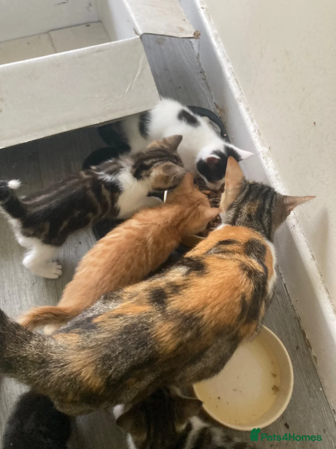 Mixed Breed cats for sale: 6 beautiful kittens - Advert 1