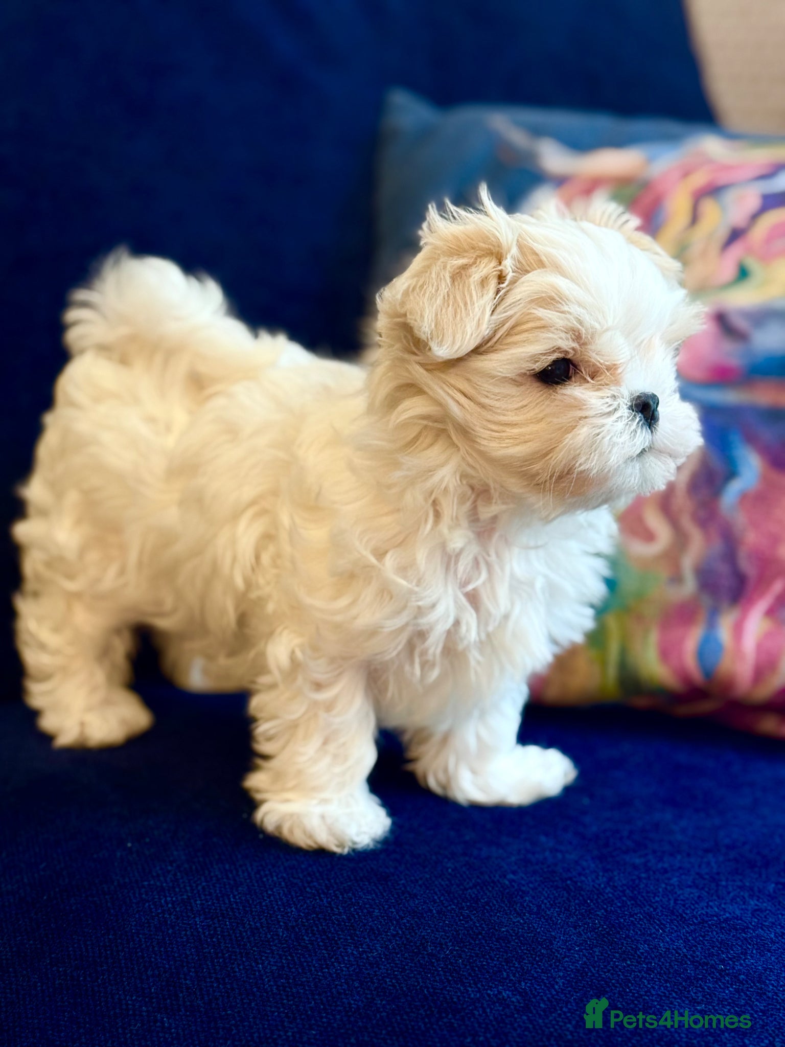 Maltese dogs Korean Maltese Boy 🏆KC Registered 🏆🩵🩵 - Advert 1