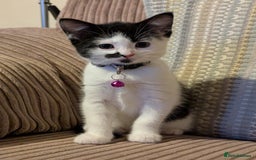 Domestic Shorthair cats for sale: Domestic Shorthair Female Kitten Available Now in Salisbury - Image 2