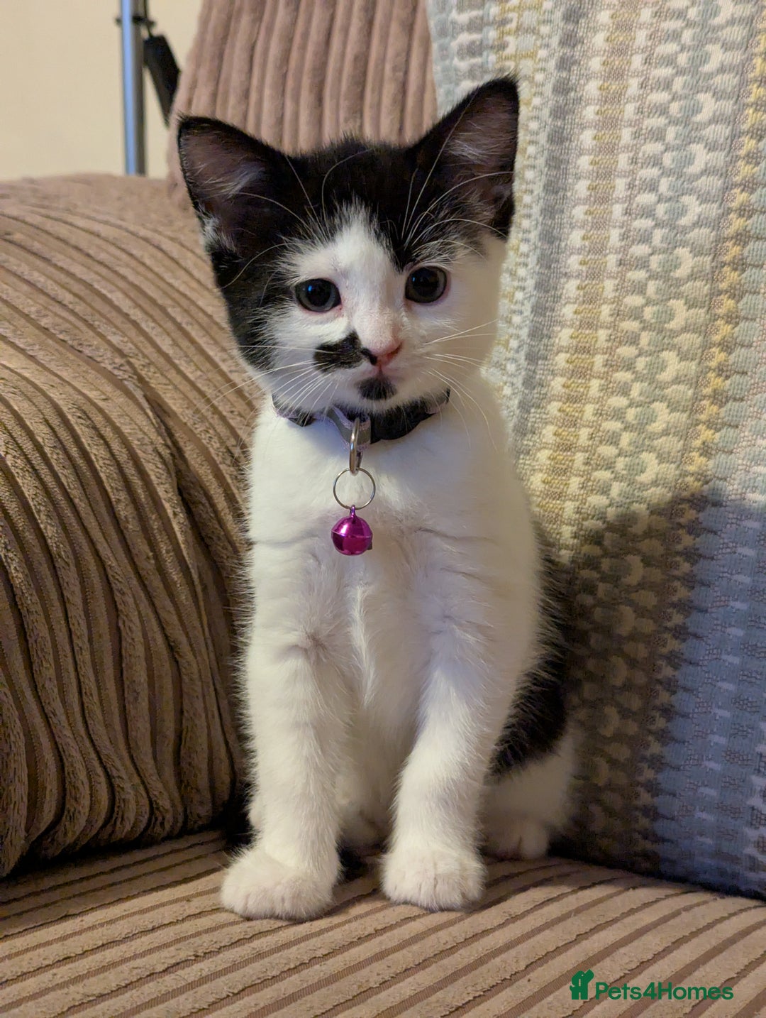 Domestic Shorthair cats for sale: Domestic Shorthair Female Kitten Available Now in Salisbury - Image 2