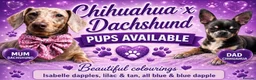 Chiweenie dogs for sale: Chiweenie chihuahua dachshund pups  - Advert 13