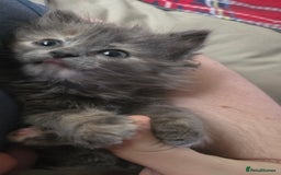 Nebelung cats for sale: Fluffy Nebelung mixed kittens for sale, last one - Advert 3