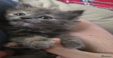 Nebelung cats Fluffy Nebelung mixed kittens for sale, last one - Advert 15