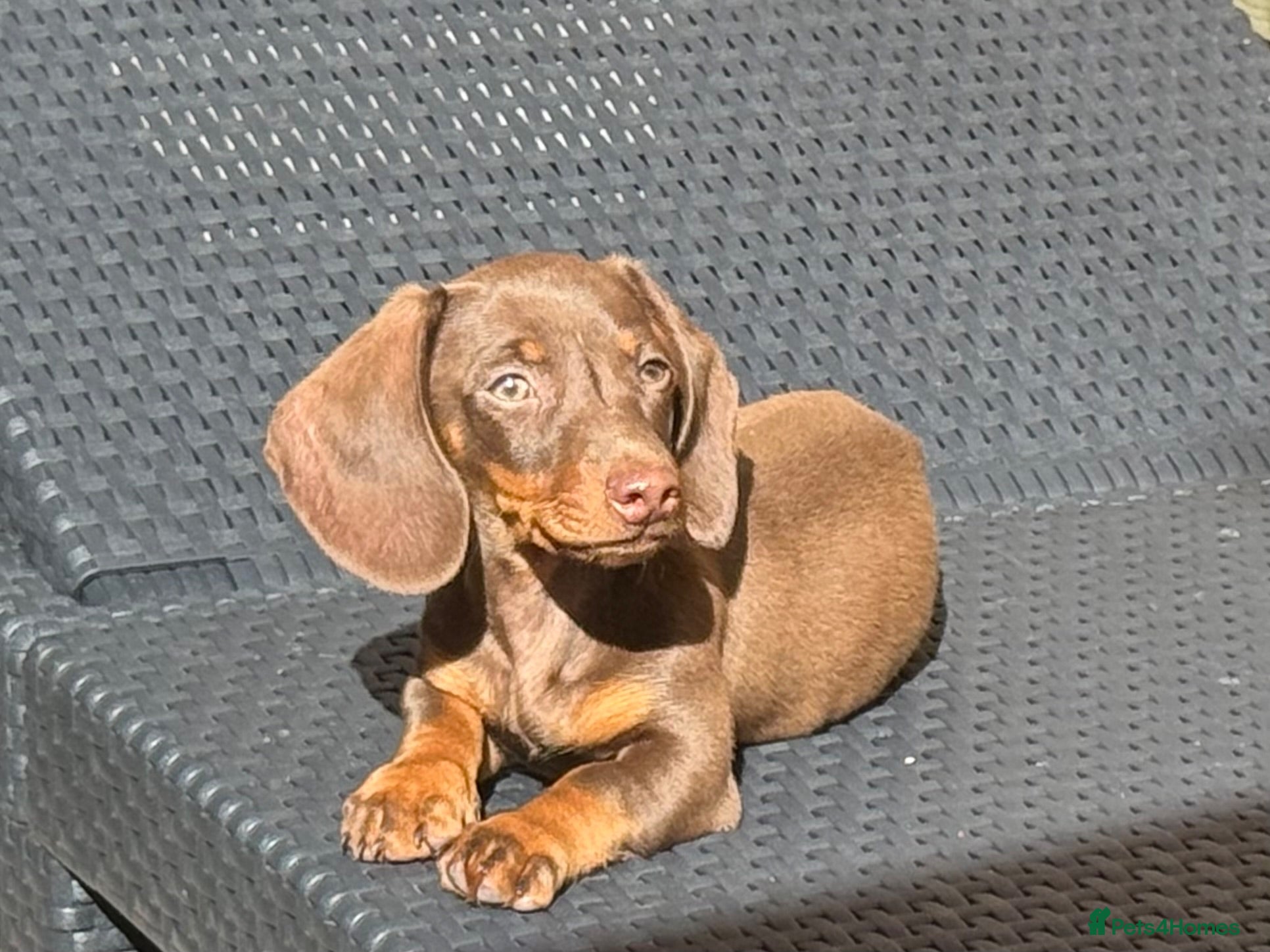 Miniature Dachshund dogs True miniature chocolate boy - Advert 17