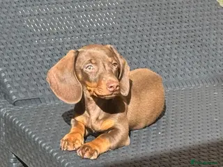 Miniature Dachshund dogs True miniature chocolate boy - Advert 1