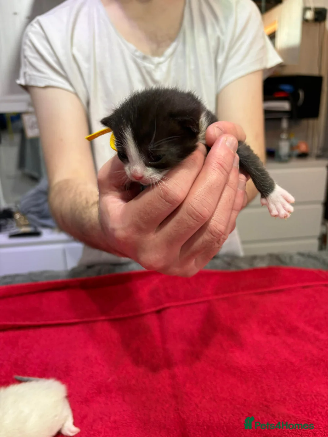 British Shorthair cats for sale: Kittens for sale - Advert 4