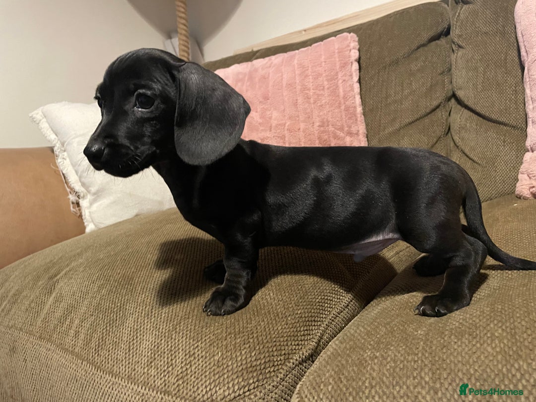 Miniature Dachshund dogs for sale: Miniature dachshunds  - Advert 2