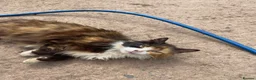 Mixed Breed cats for sale: Beautiful farm kittens  - Advert 2
