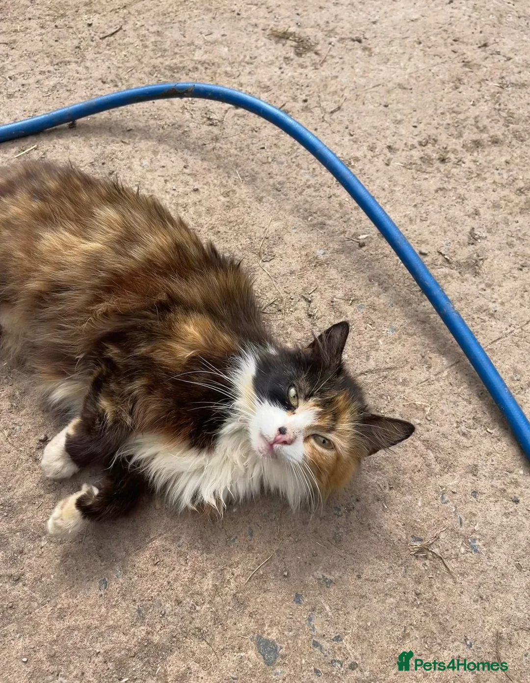 Mixed Breed cats for sale: Beautiful farm kittens  - Advert 2