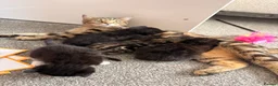 Mixed Breed cats for sale: Beautiful kitten litter  - Advert 4