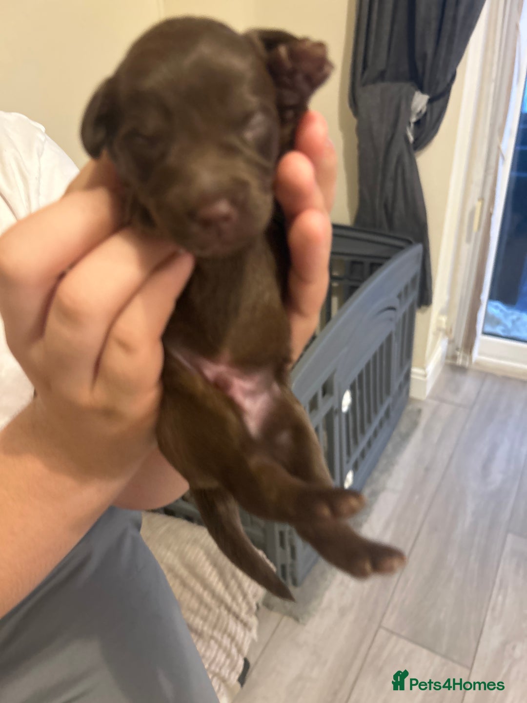 Labradoodle dogs for sale: 7 beautiful Labradoodle puppies available  - Image 15