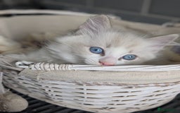 Ragdoll cats for sale: Beautiful Ragdoll kittens - Image 4