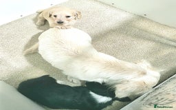 Miniature Dachshund dogs for sale: Longhaired Minature Dachshunds  - Image 11