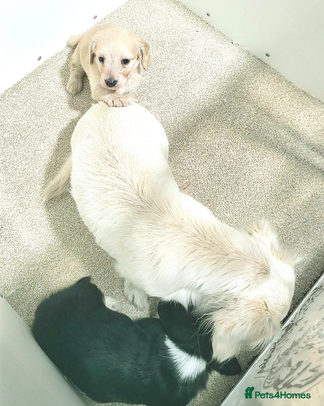 Miniature Dachshund dogs for sale: Longhaired Minature Dachshunds  - Image 11