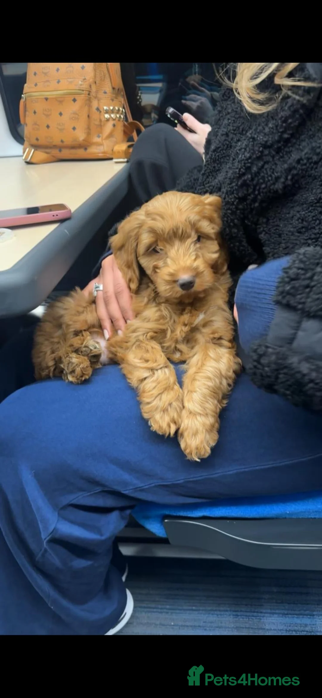 Cockapoo dogs for sale: Biscuit is looking for his forever home  - Advert 1