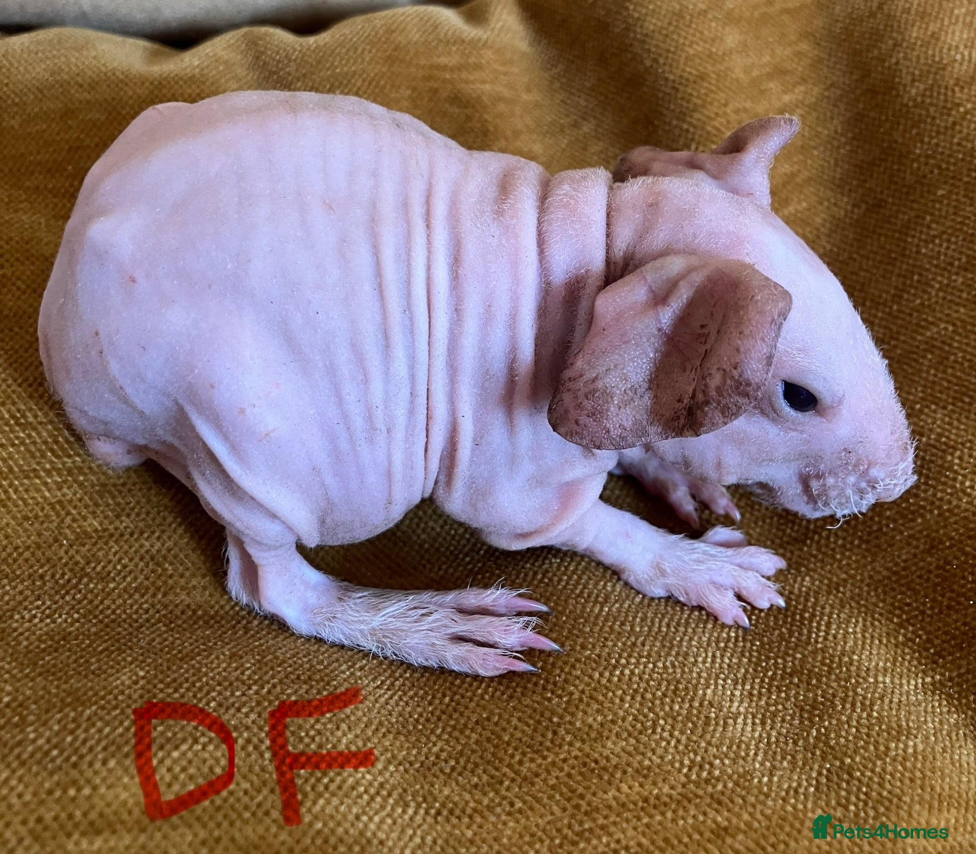 Guinea Pig rodents Skinny pig pups. Boys and girls  - Advert 2