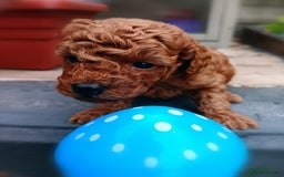 Toy Poodle dogs for sale: Charming Toy Poodle Puppies - Image 11