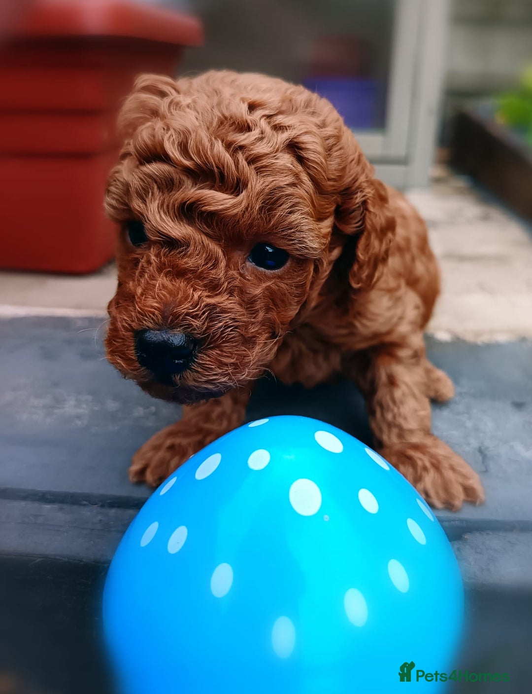 Toy Poodle dogs for sale: Charming Toy Poodle Puppies - Image 11