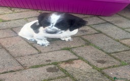 Cocker Spaniel dogs for sale: Cocker Spaniel puppies  - Image 2