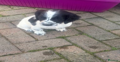 Cocker Spaniel dogs - Advert 18