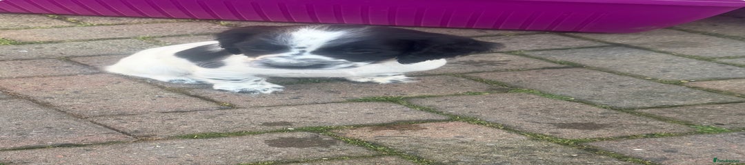 Cocker Spaniel Puppy 1